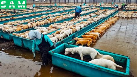 are there dog farms in china